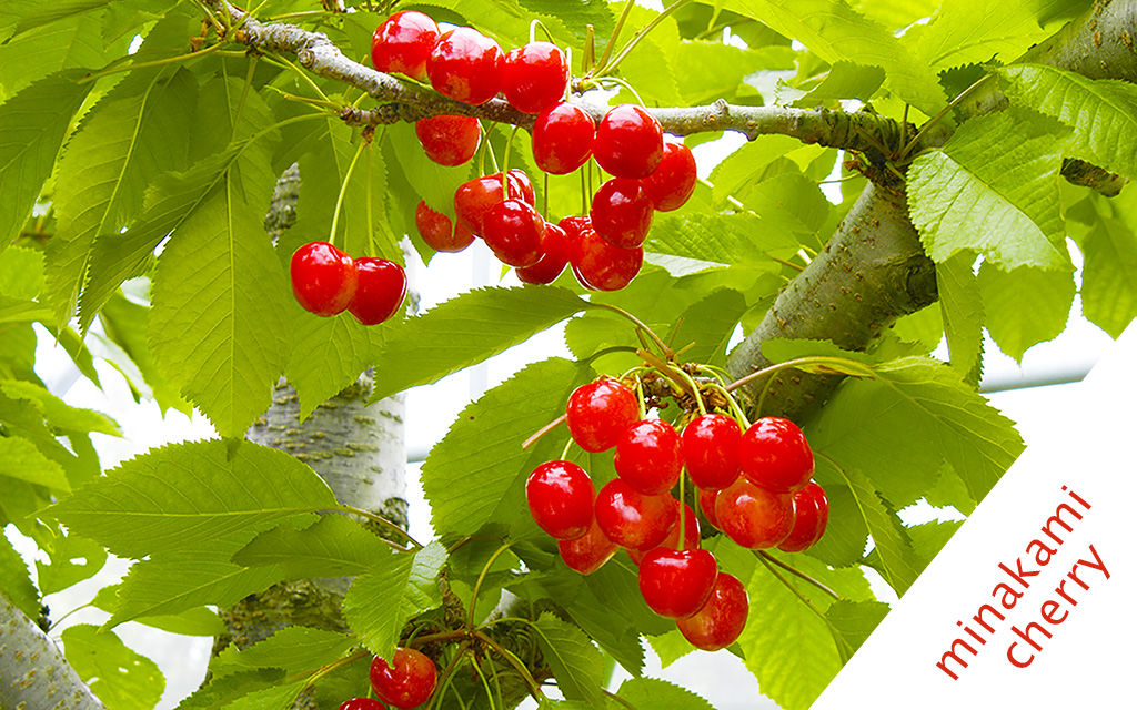 みなかみ町のさくらんぼ狩り